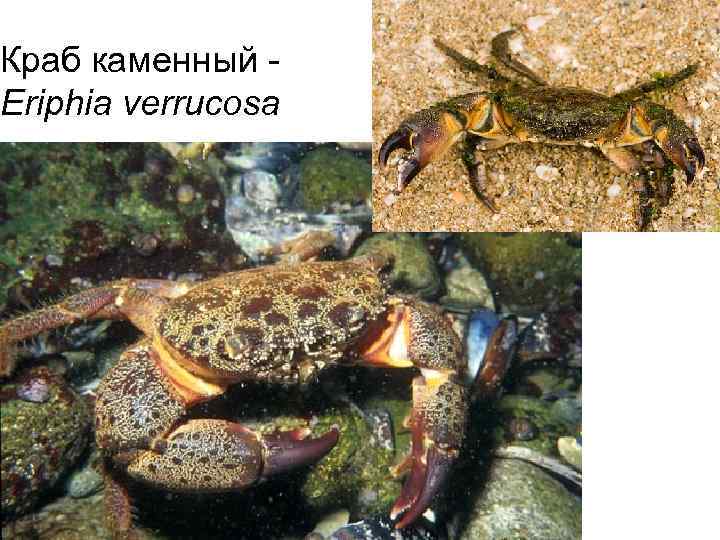Краб каменный - Eriphia verrucosa 