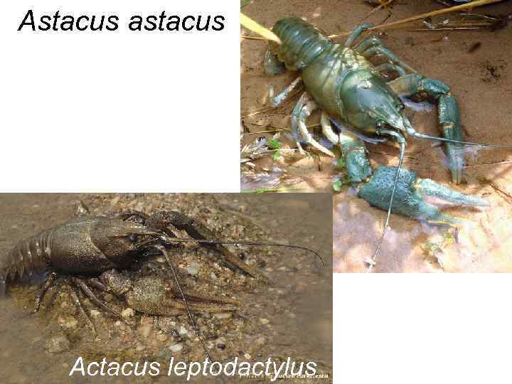 Astacus astacus Actacus leptodactylus 