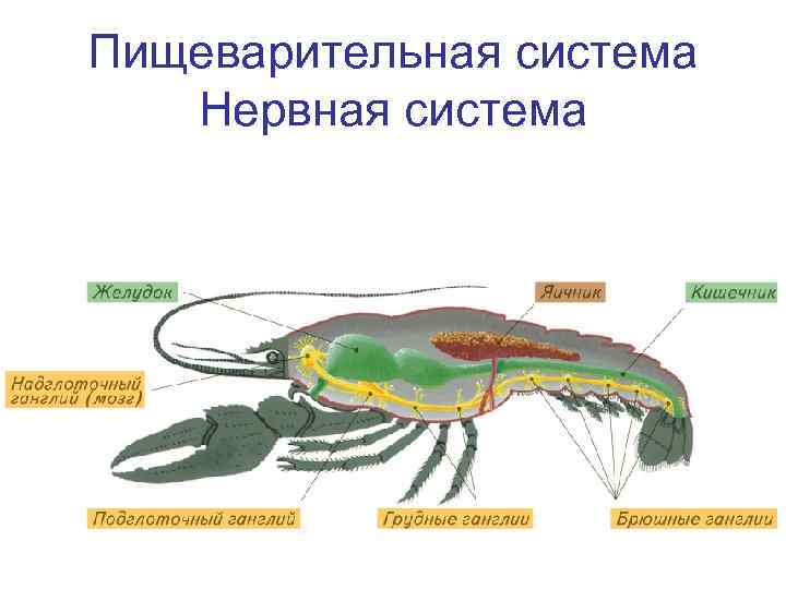 Пищеварительная система Нервная система 