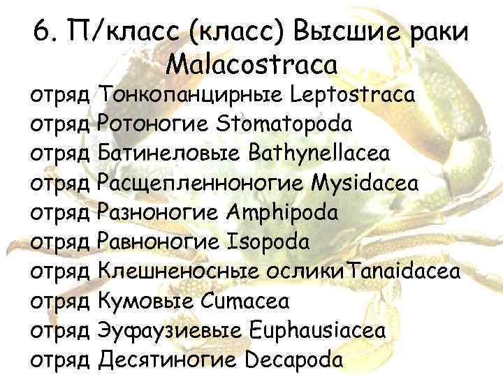 6. П/класс (класс) Высшие раки Malacostraca отряд отряд отряд Тонкопанцирные Leptostraca Ротоногие Stomatopoda Батинеловые