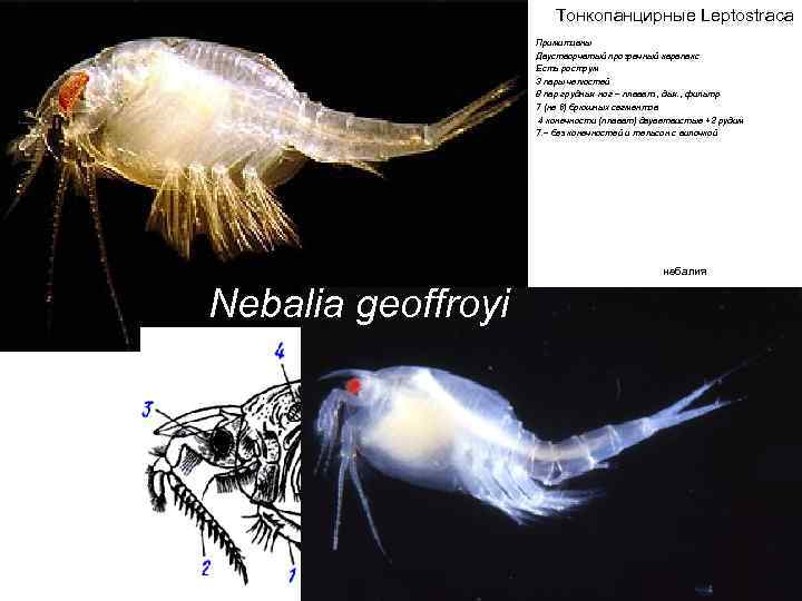 Тонкопанцирные Leptostraca Примитивны Двустворчатый прозрачный карапакс Есть рострум 3 пары челюстей 8 пар грудных