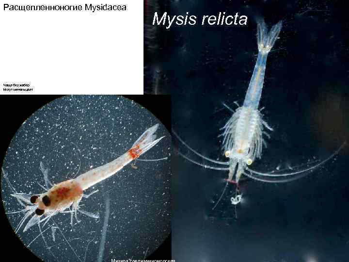 Расщепленноногие Mysidacea Чаще без жабер Могут менять цвет Mysis relicta 