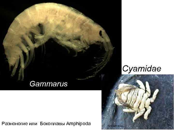 Cyamidae Gammarus Разноногие или Бокоплавы Amphipoda Китовая вошь 