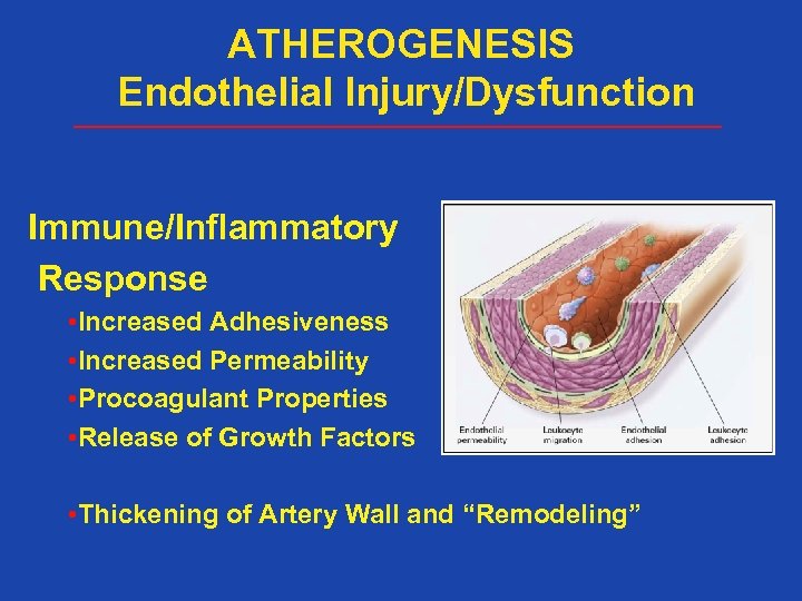 ATHEROGENESIS Endothelial Injury/Dysfunction Immune/Inflammatory Response • Increased Adhesiveness • Increased Permeability • Procoagulant Properties