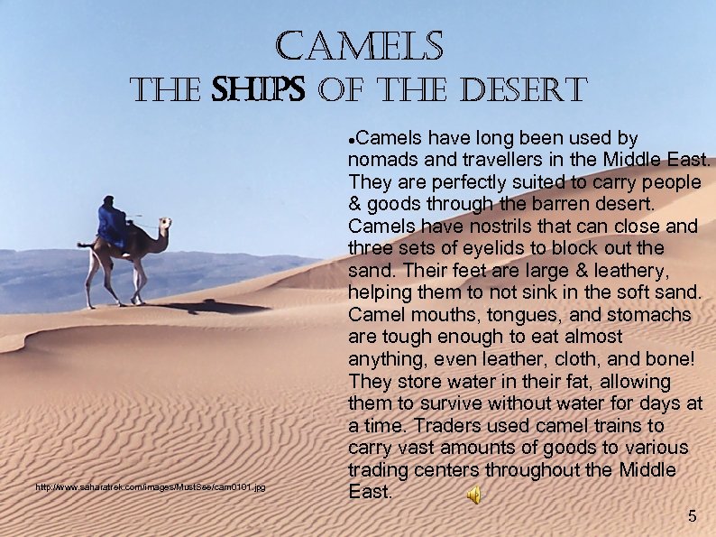 camels the ships of the desert Camels have long been used by nomads and
