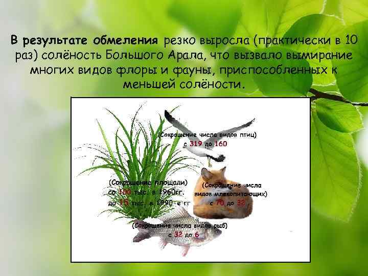 В результате обмеления резко выросла (практически в 10 раз) солёность Большого Арала, что вызвало
