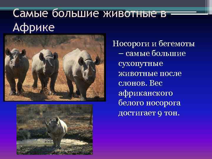 Самые большие животные в Африке Носороги и бегемоты – самые большие сухопутные животные после