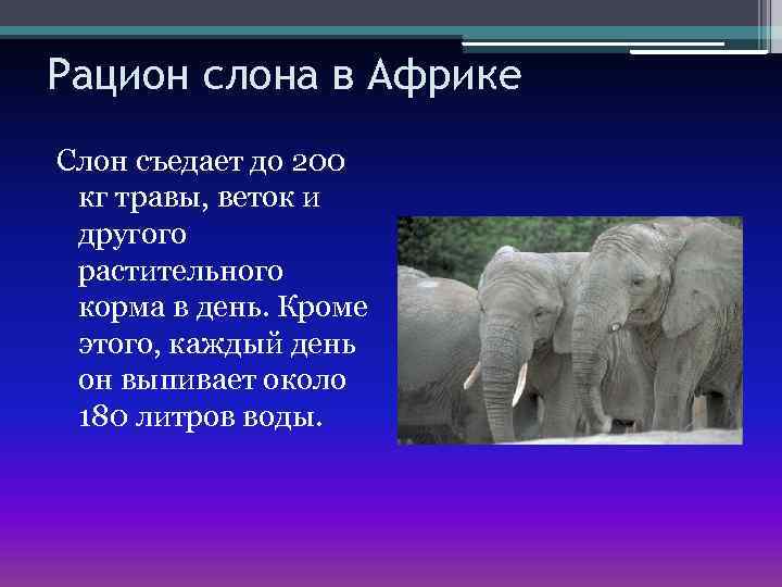 Съесть слона отзывы. Рацион слона. Сколько съедает слон в день. Съедание слона.