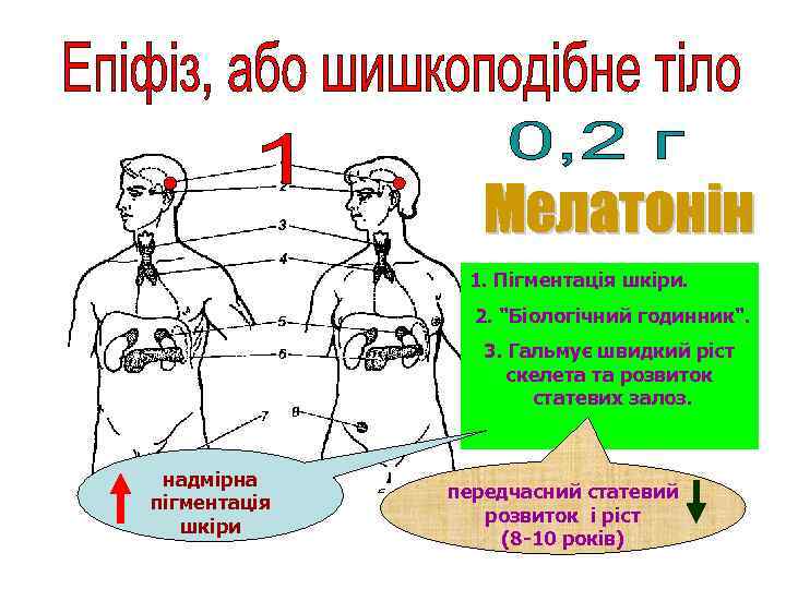 1. Пігментація шкіри. 2. "Біологічний годинник". 3. Гальмує швидкий ріст скелета та розвиток статевих