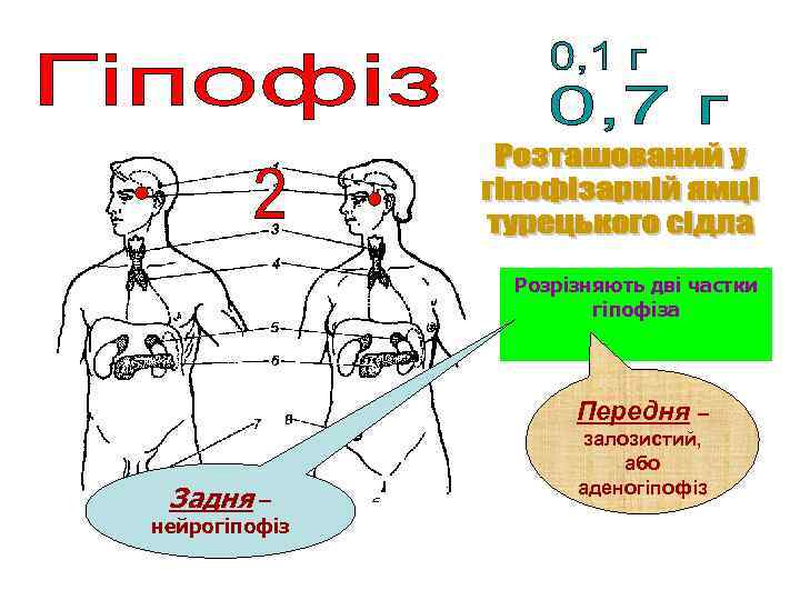 Розрізняють дві частки гіпофіза Передня – Задня – нейрогіпофіз залозистий, або аденогіпофіз 