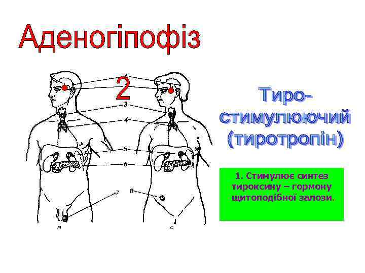 1. Стимулює синтез тироксину – гормону щитоподібної залози. 