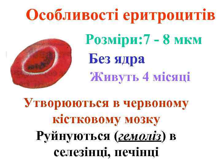 Особливості еритроцитів Розміри: 7 - 8 мкм Без ядра Живуть 4 місяці Утворюються в