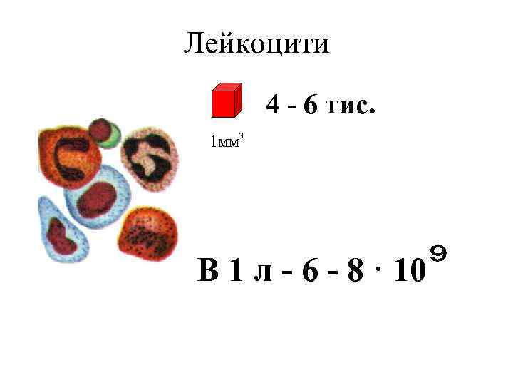 Лейкоцити 4 - 6 тис. 1 мм 3 В 1 л - 6 -