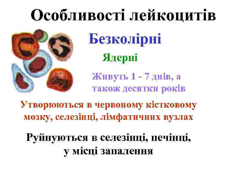 Особливості лейкоцитів Безколірні Ядерні Живуть 1 - 7 днів, а також десятки років Утворюються