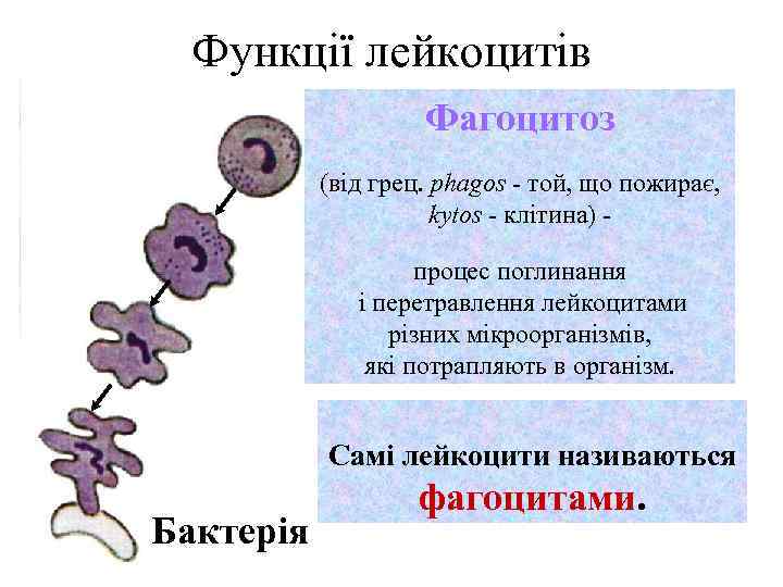 Функції лейкоцитів Фагоцитоз (від грец. phagos - той, що пожирає, kytos - клітина) процес