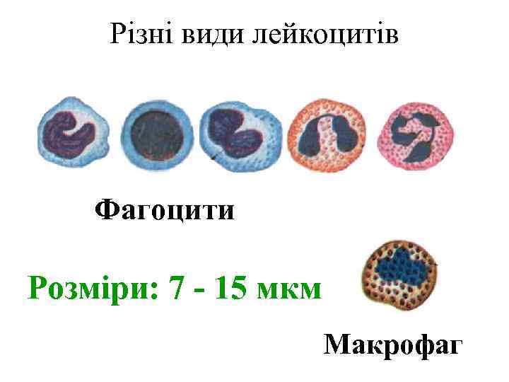 Різні види лейкоцитів Фагоцити Розміри: 7 - 15 мкм Макрофаг 