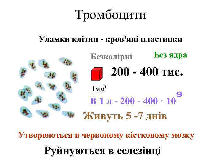 Тромбоцити Уламки клітин - кров'яні пластинки Безколірні Без ядра 200 - 400 тис. 1