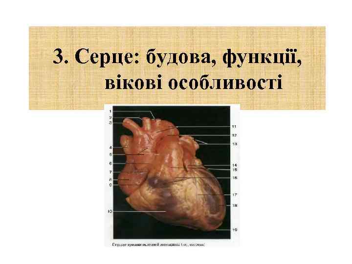 3. Серце: будова, функції, вікові особливості 