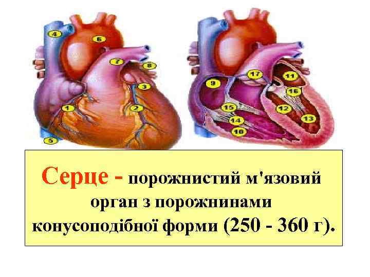 Серце - порожнистий м'язовий орган з порожнинами конусоподібної форми (250 - 360 г). 