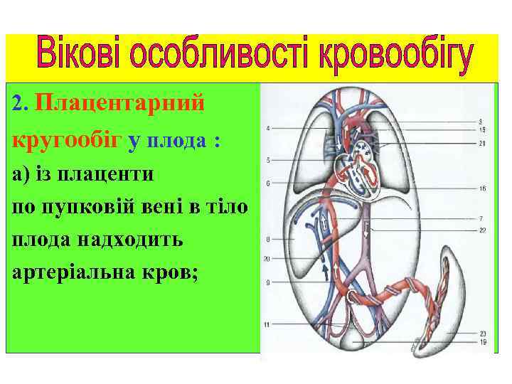 2. Плацентарний кругообіг у плода : а) із плаценти по пупковій вені в тіло