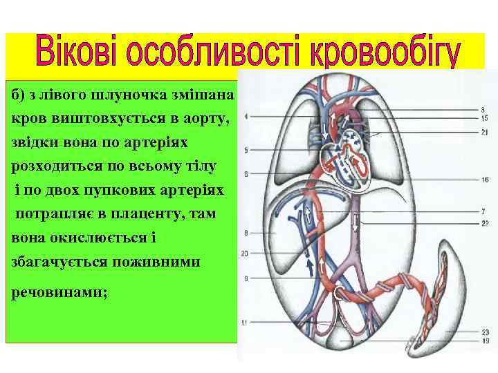 б) з лівого шлуночка змішана кров виштовхується в аорту, звідки вона по артеріях розходиться