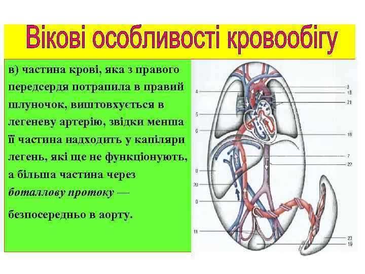 в) частина крові, яка з правого передсердя потрапила в правий шлуночок, виштовхується в легеневу