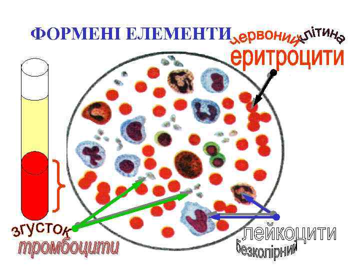 ФОРМЕНІ ЕЛЕМЕНТИ 