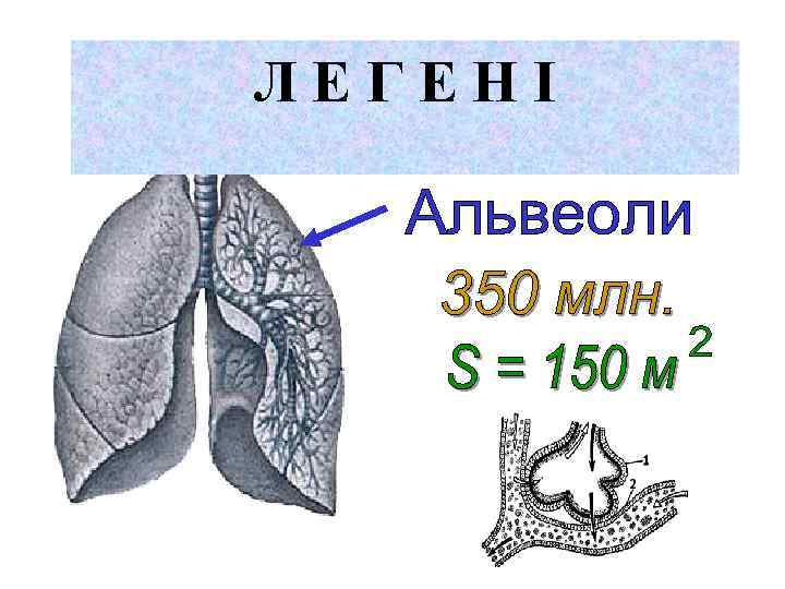 ЛЕГЕНІ 