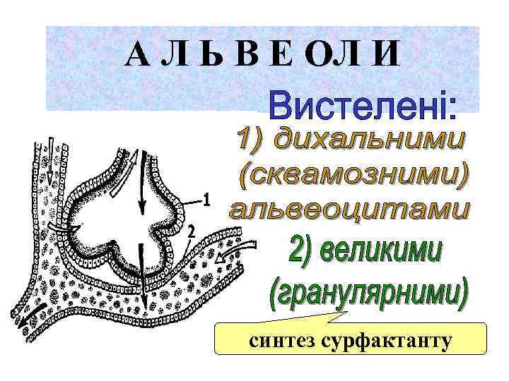 А Л Ь В Е ОЛ И синтез сурфактанту 