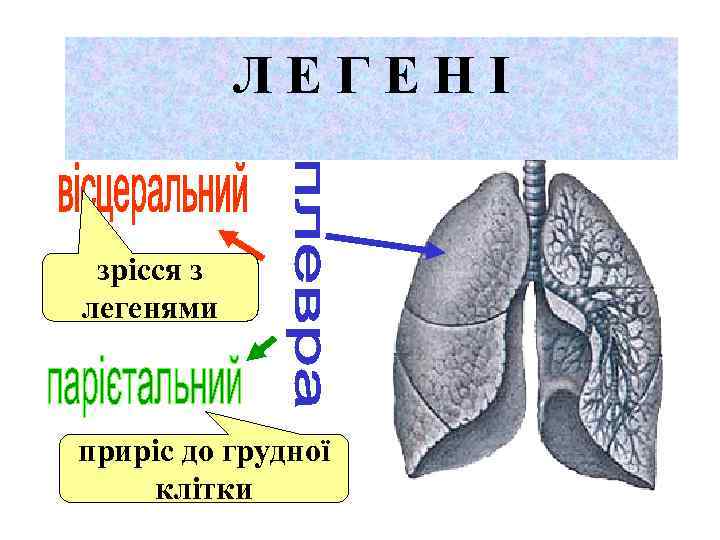 ЛЕГЕНІ зрісся з легенями приріс до грудної клітки 