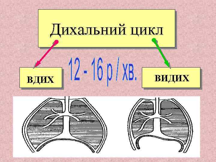 Дихальний цикл ВДИХ ВИДИХ 