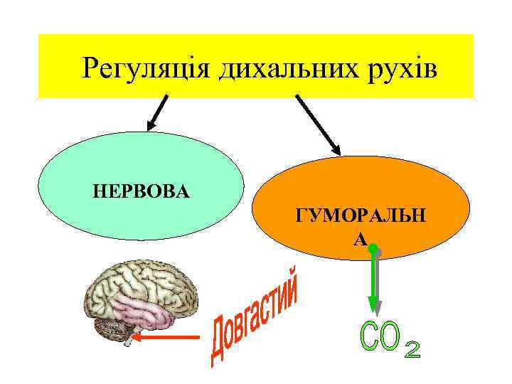 Регуляція дихальних рухів НЕРВОВА ГУМОРАЛЬН А 