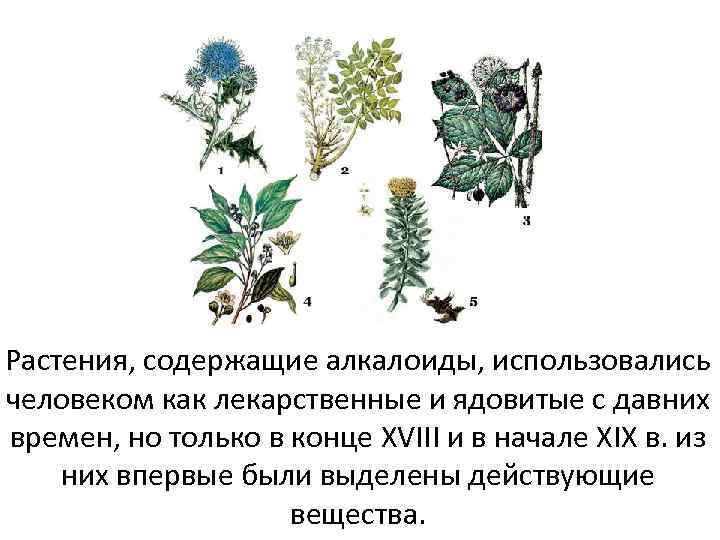 Какие растения содержат. Травы содержащие алкалоиды. Алкалоиды лекарственные растения. Алкалоиды в растениях. Растения содержащие алкалоиды.