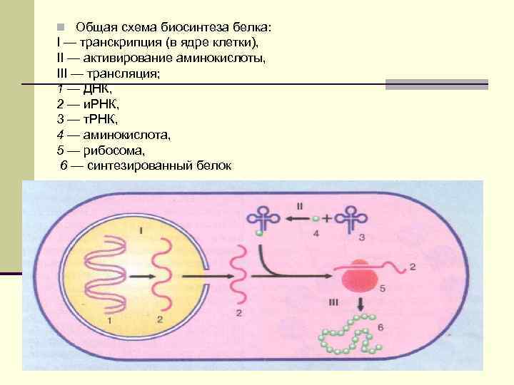 Биосинтез белка тест. Общая схема биосинтеза белка транскрипция. Биосинтез белка в ядре. Транскрипция в ядре клетки. Транскрипция белка схема.