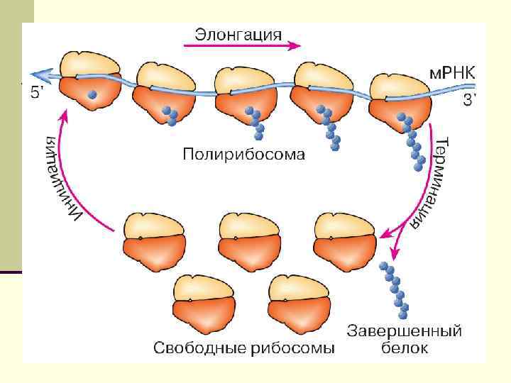 Пластический обмен биосинтез белка. Цикл элонгации трансляции рибосомы. Элонгация. Элонгация биология. Элонгация биохимия.