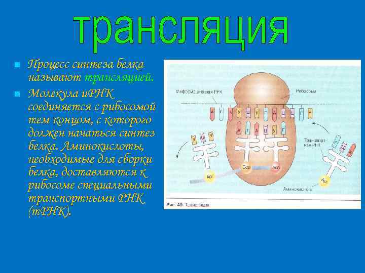 n n Процесс синтеза белка называют трансляцией. Молекула и. РНК соединяется с рибосомой тем