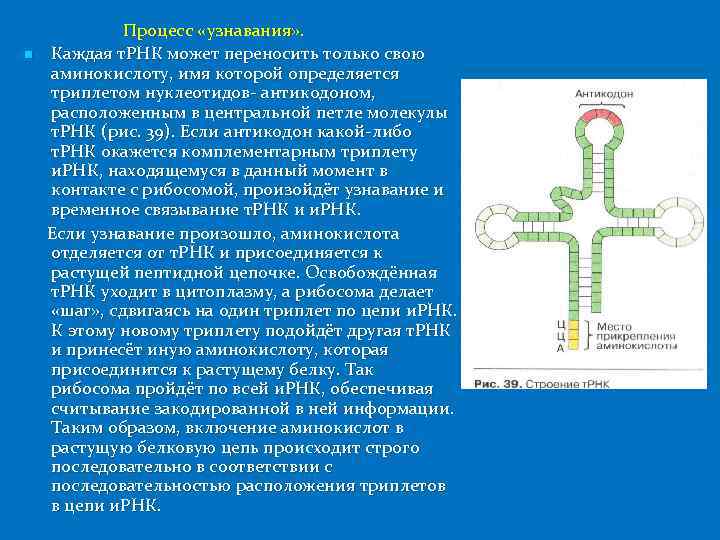 n Процесс «узнавания» . Каждая т. РНК может переносить только свою аминокислоту, имя которой