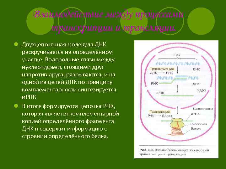 Взаимодействие между процессами транскрипции и трансляции. l Двухцепочечная молекула ДНК раскручивается на определённом участке.
