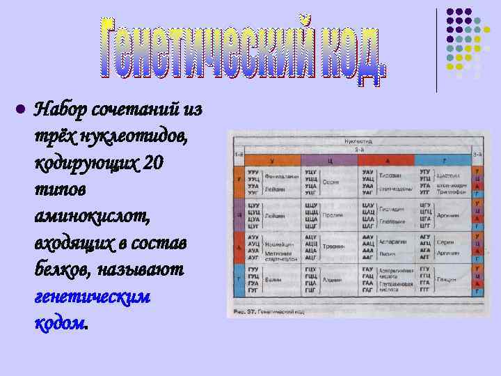 l Набор сочетаний из трёх нуклеотидов, кодирующих 20 типов аминокислот, входящих в состав белков,