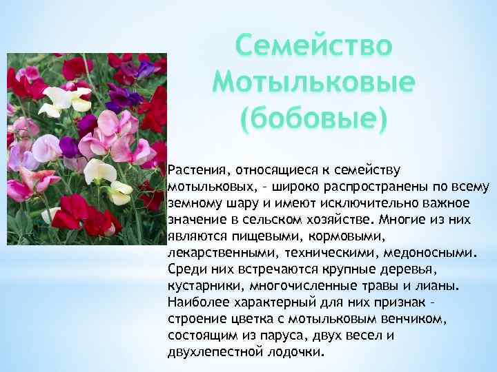 Растения, относящиеся к семейству мотыльковых, – широко распространены по всему земному шару и имеют