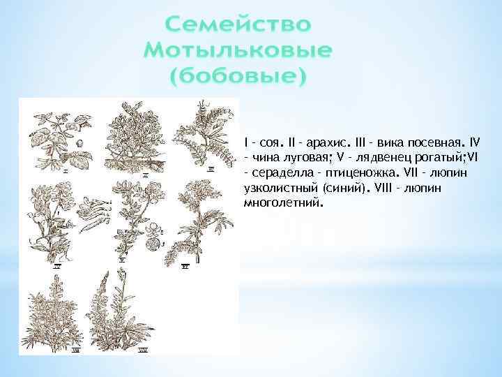 I – соя. II – арахис. III – вика посевная. IV – чина луговая;