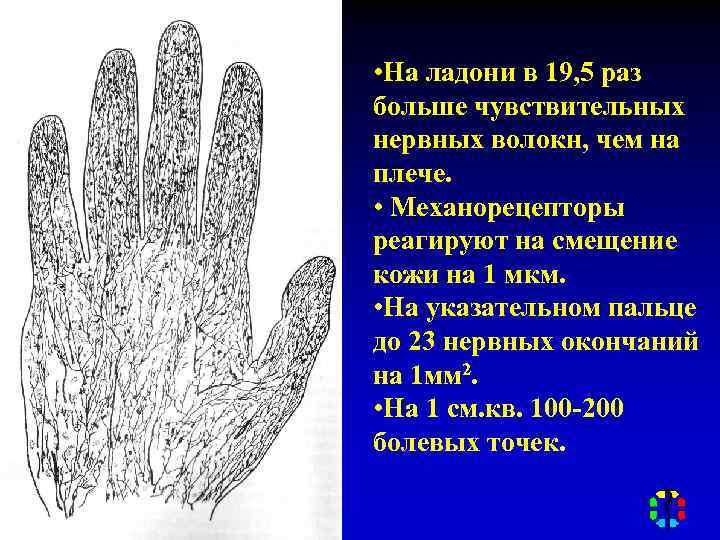  • На ладони в 19, 5 раз больше чувствительных нервных волокн, чем на