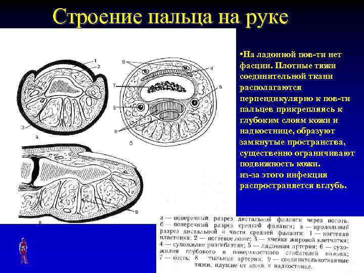 Строение пальца на руке • На ладонной пов-ти нет фасции. Плотные тяжи соединительной ткани