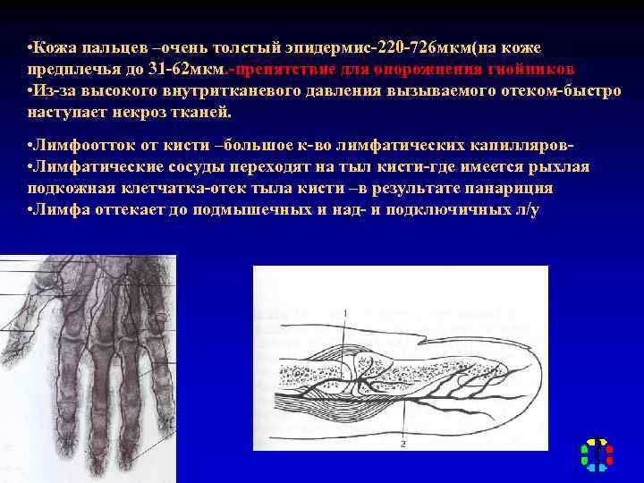  • Кожа пальцев –очень толстый эпидермис-220 -726 мкм(на коже предплечья до 31 -62