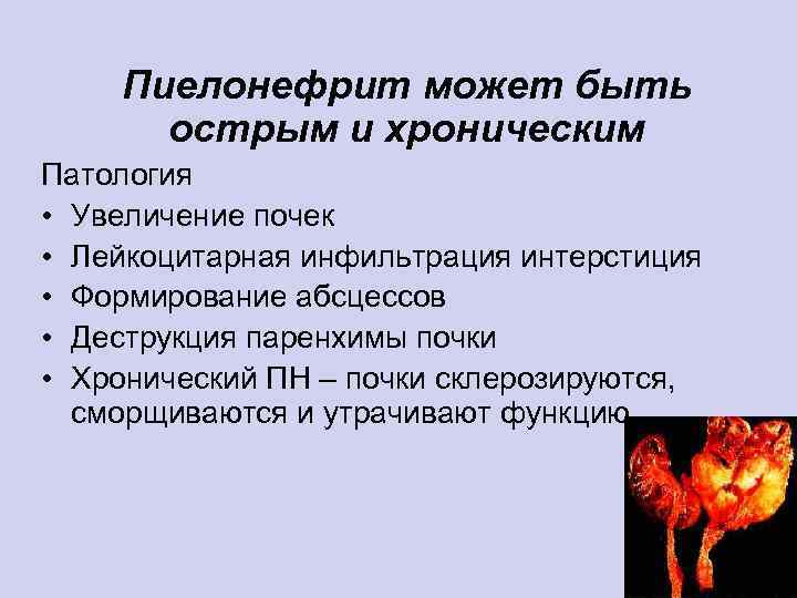 Пиелонефрит может быть острым и хроническим Патология • Увеличение почек • Лейкоцитарная инфильтрация интерстиция