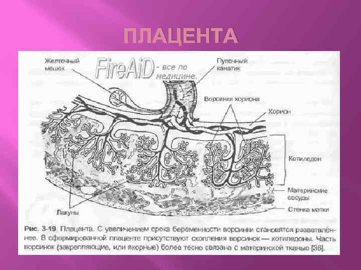 Плацента гистология