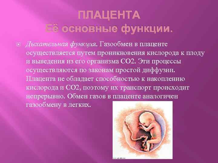 Пуповина строение. Плацента пуповина околоплодные воды. Функции пуповины при беременности. Роль плаценты в развитии эмбриона. Амниотическая оболочка пуповины.