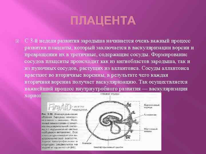 ПЛАЦЕНТА С 3 -й недели развития зародыша начинается очень важный процесс развития плаценты, который