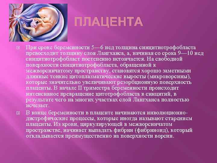 ПЛАЦЕНТА При сроке беременности 5— 6 нед толщина синцитиотрофобласта превосходит толщину слоя Лангханса, а,