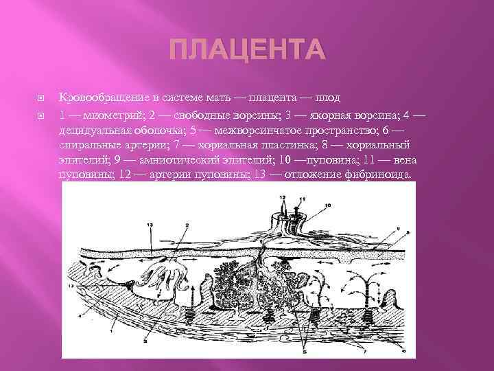 ПЛАЦЕНТА Кровообращение в системе мать — плацента — плод 1 — миометрий; 2 —